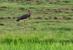 Sort Stork