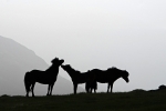 Islandske heste