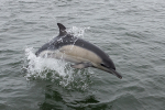 Almindelig Delfin